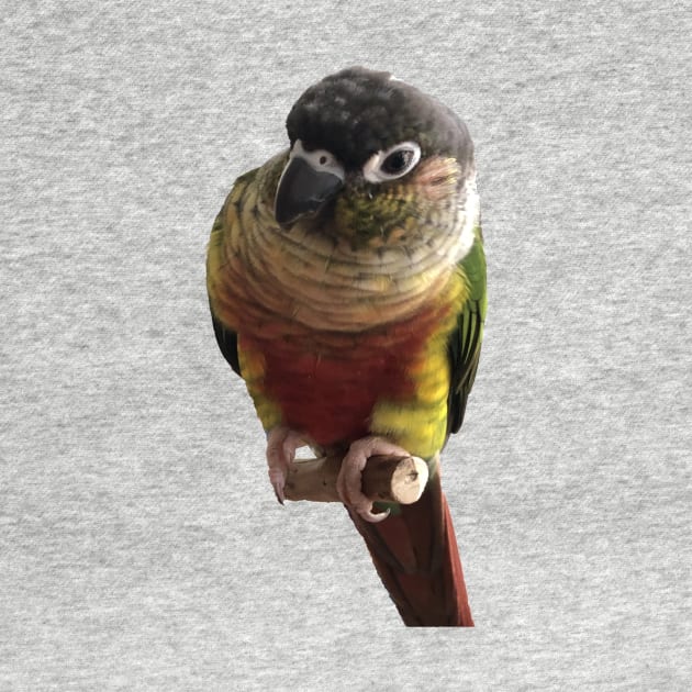Green Cheek Conure Parrot Bird design, Love for birds by TatianaLG